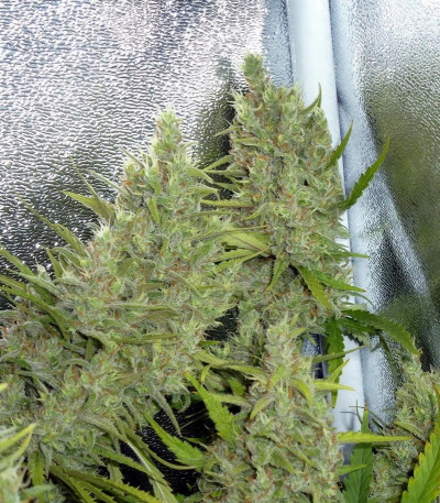 Семена сорта C99 fem (Female Seeds)