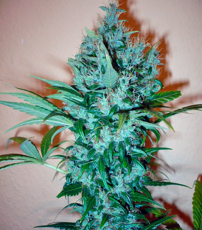 Семена сорта Dutch Haze fem