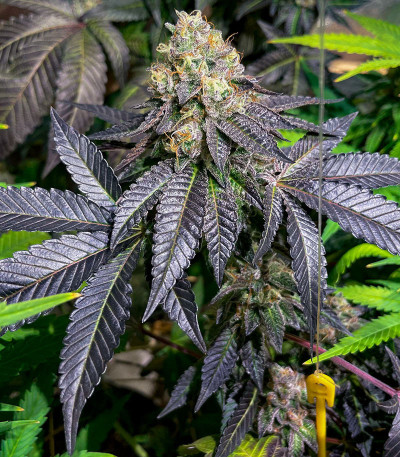 Семена сорта Poddy Mouth fem (Humboldt Seed Company)