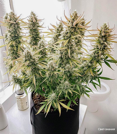 Семена сорта Auto Orange Bud fem (Dutch Passion)