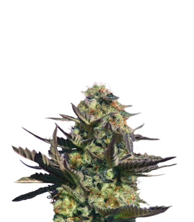 Семена сорта Karamelo (Kreamy Karamel) fem