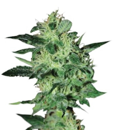 Семена сорта Super Critical fem (Green House Seeds)
