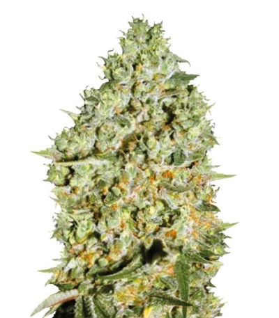 Семена Critical шишки