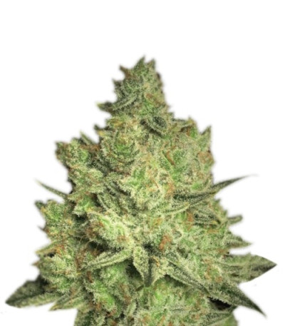 Семена сорта Jacky White fem (Paradise Seeds)