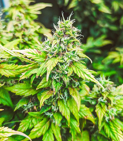 Семена сорта Auto Sweet Bourbon Kush fem (Dutch Passion)