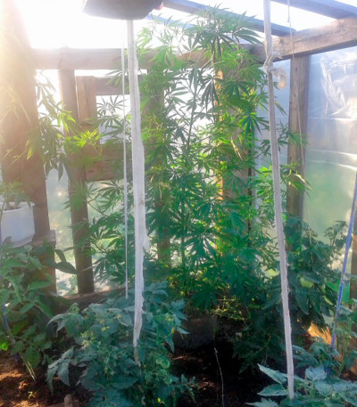 Семена сорта Purple Paro Valley fem