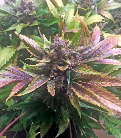 Семена сорта White Widow fem (Nirvana Seeds)