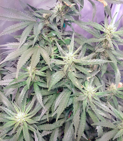 Семена сорта Jack 47 fem (Sweet Seeds)