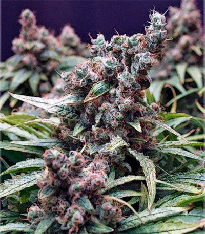 Семена сорта Skunk #1 reg (Dutch Passion)