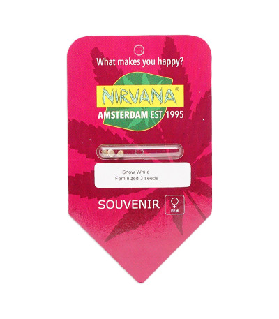 Семена сорта Snow White (Big Bud) fem (Nirvana Seeds)