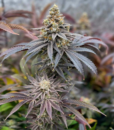 Семена сорта Crescendo RBX1 fem (Ethos Genetics)