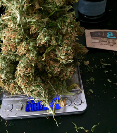 Семена сорта Six Shooter Auto fem (FastBuds)