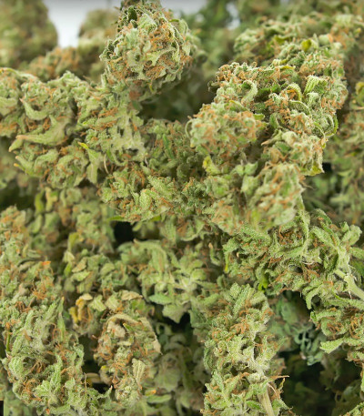 Семена сорта Sour Diesel Autoflowering fem (Dinafem Seeds)