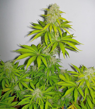 Семена сорта Super Skunk fem (Vision Seeds)