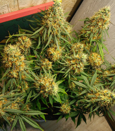 Семена сорта Bruce Banner Auto fem (Cali Buds Seeds)