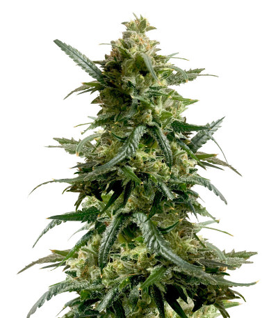 Семена сорта Gary Payton fem (Barney's Farm)