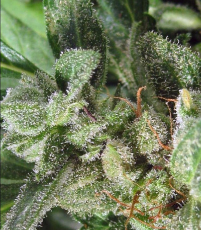 Семена сорта Auto NL fem (Female Seeds)