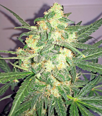 Семена каннабиса Blue Kush Autoflowering 