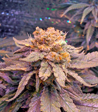 Семена сорта Fruit Punch fem (Heavyweight Seeds)