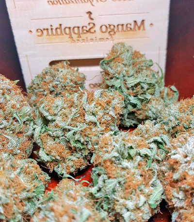 Семена сорта Mango Sapphire fem