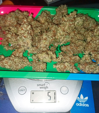 Семена сорта Mimosa Cake Auto fem