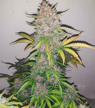 Семена сорта Cherry Cola Auto fem (FastBuds)