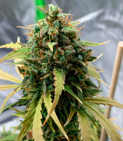 Семена сорта Auto Do-Si-Dos Cookies fem (00 Seeds)