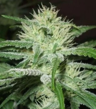 Семена сорта Auto Speed Bud fem (Female Seeds)