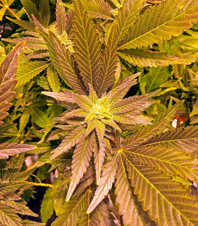 Семена марихуаны Critical Kush