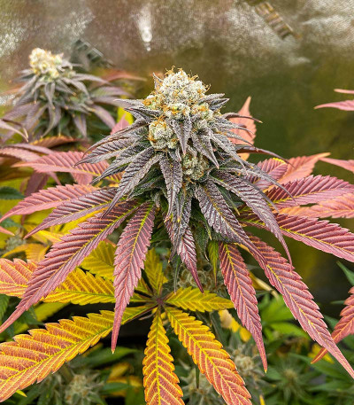 Семена сорта Glue Cookies fem (AlphaFem Seeds)