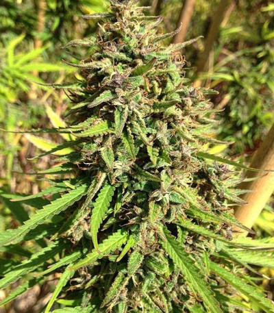 Семена сорта Purple Maroc fem (Female Seeds)