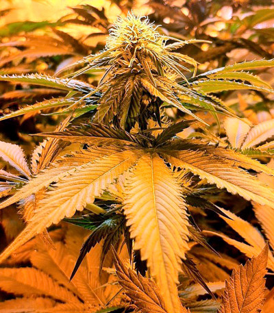 Семена сорта Strawberry Blue fem (World of Seeds)