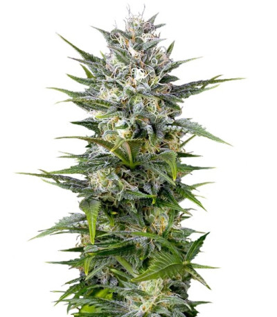 Семена сорта Pineapple Skunk fem (Humboldt Seeds)