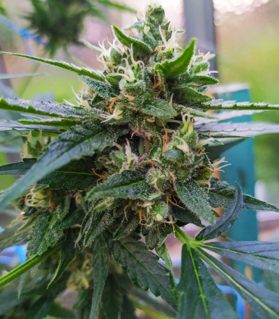 Семена сорта Auto Xtreme fem (Dutch Passion)