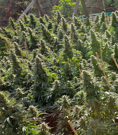 Семена сорта Chemdawg reg (Humboldt Seeds)