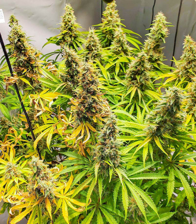 Семена сорта Mandarin Thuggee fem (AlphaFem Seeds)