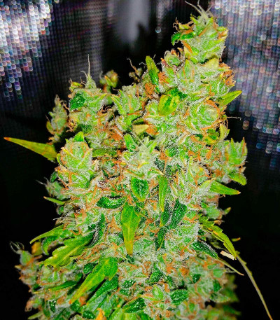 Семена конопли сорта Snow Star Auto