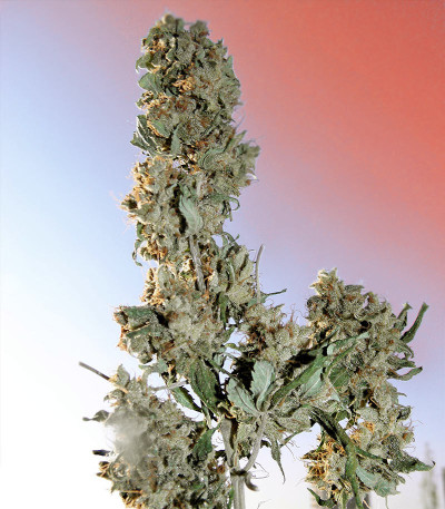 Семена сорта Ayahuasca Purple fem