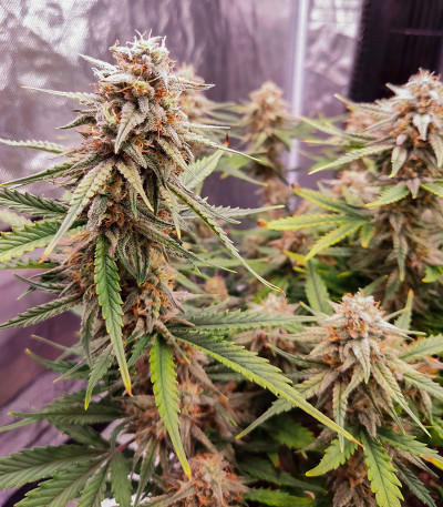 Семена сорта Banana Daddy Auto RBX2 fem (Ethos Genetics)