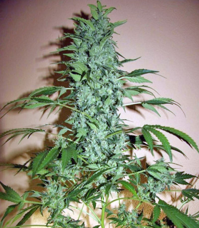 Семена сорта Chronic fem (Serious Seeds)