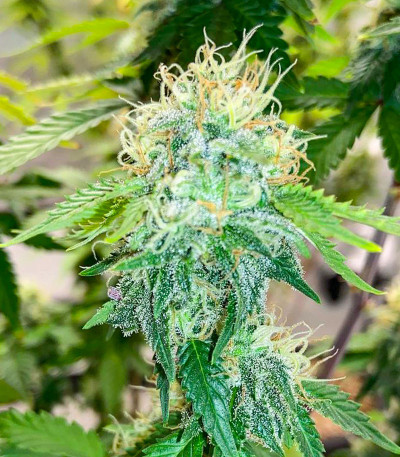 Семена сорта Monster Zkittles (Monster Genetics)