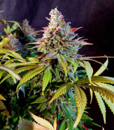 Семена сорта Original Clon fem (Blimburn Seeds)