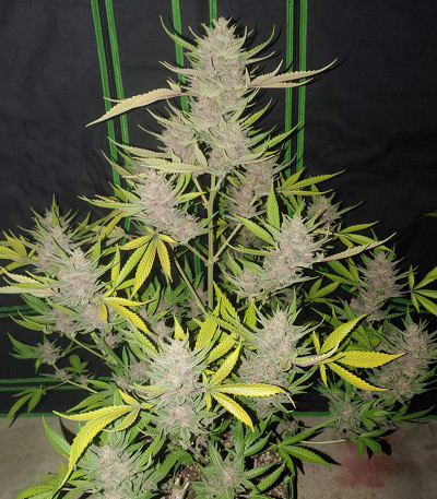 Семена сорта Original Auto OG Kush fem (FastBuds)