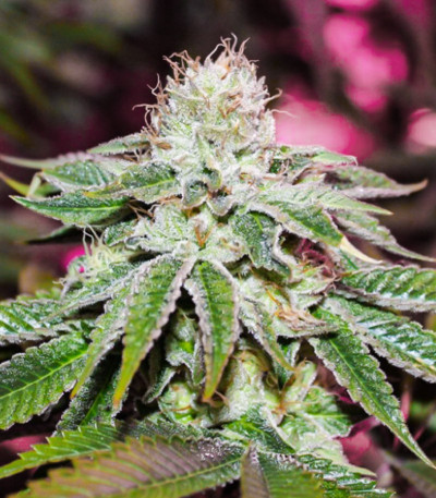 Семена сорта WiFi Kush fem (AlphaFem Seeds)