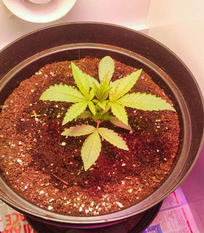 Семена сорта Chocobang fem (Delicious Seeds)