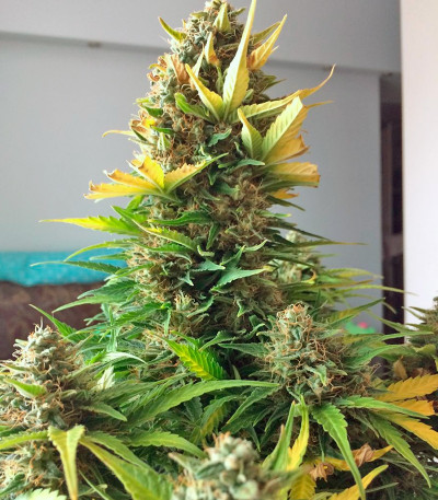 Семена сорта Auto Alpujarrena fem (Pyramid Seeds)