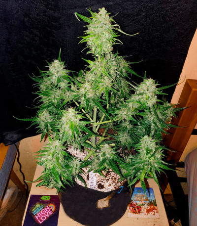 Семена сорта Bruce Banner Auto (Monster Genetics)