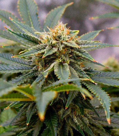 Семена сорта Mimosa Shot fem (Herbies Seeds)