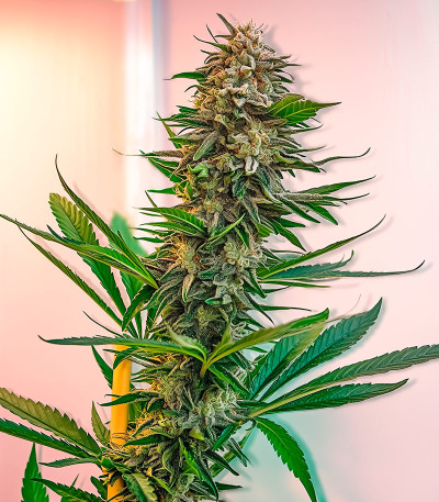 Семена сорта Power Russian fem (Kalashnikov Seeds)