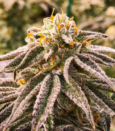 Семена сорта Purple Punch Auto fem (High Speed ​​Buds)